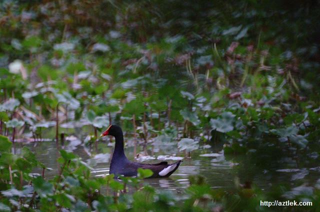 Humedales-perdida-biodiversidad