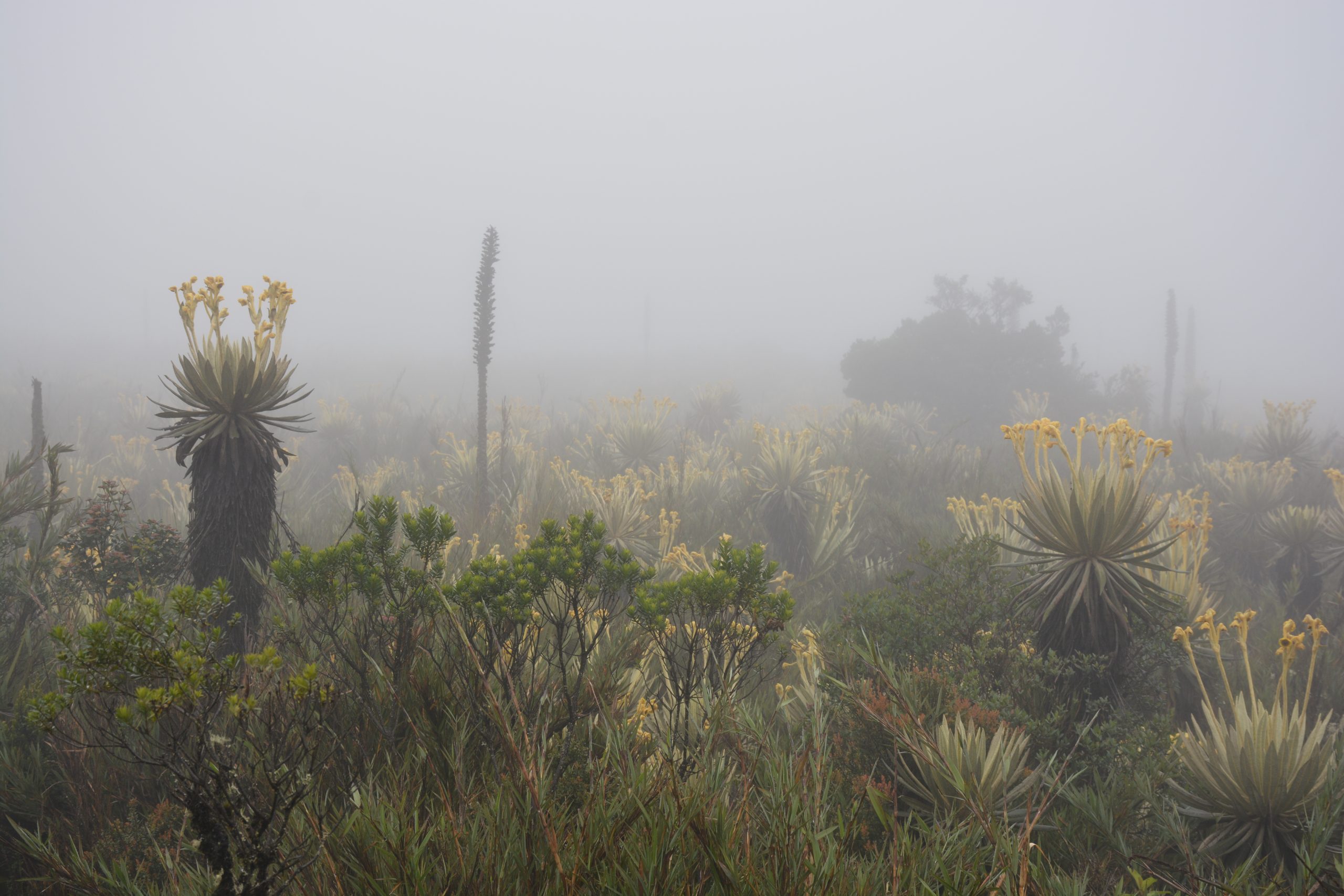Acceso a la información y participación pública en materia de cambio climático: Los avances en América Latina