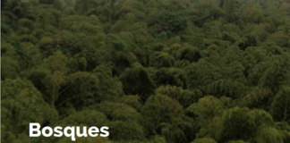 Boletín: Bosques en el marco nacional de Cambio Climático