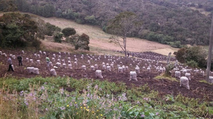Seguridad-alimentaria-