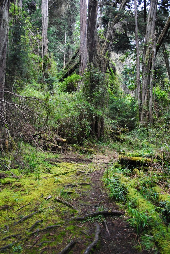 bosques-alto-andinos-agua