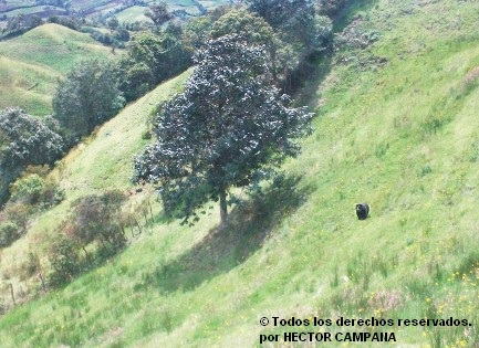 Preocupación por proyecto minero que afectaría corredor del Oso Andino en Nariño Colombia