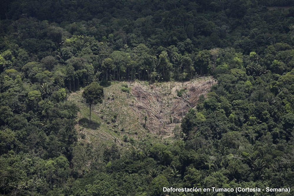 10 cosas que ahora sí sabemos sobre la deforestación en la amazonía (infografía)