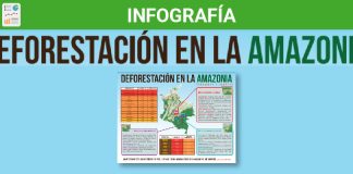 Deforestación en la amazonía