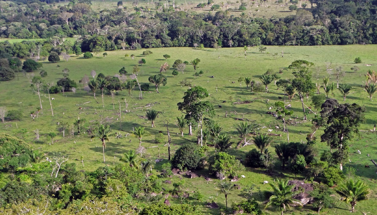 La deforestación continuará incluso si se cumplen las promesas del Acuerdo de París