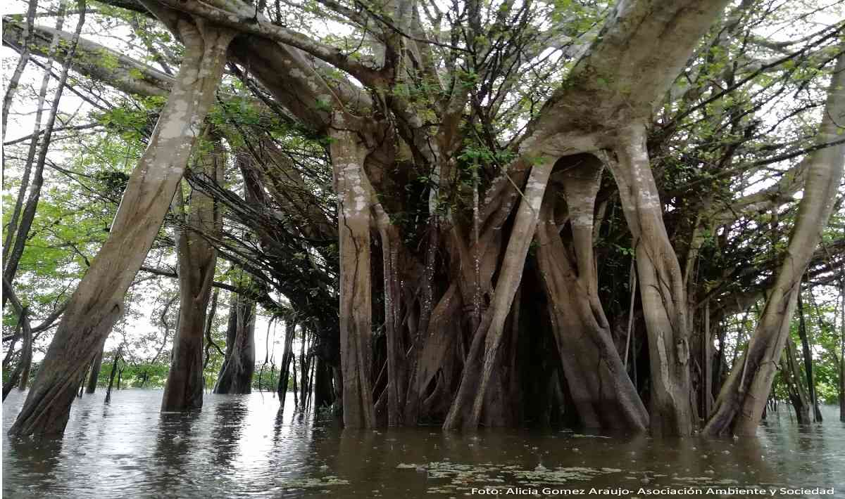 Ley de cambio climático, una oportunidad para Colombia