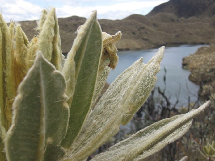 Crece_polemica_por_mineroa_nueva_delimitacion_de_Santurban