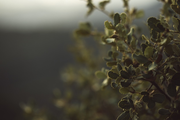 Los_compromisos_America_Latina_en_la_Cumbre_sobre_la_Accion_Climatica