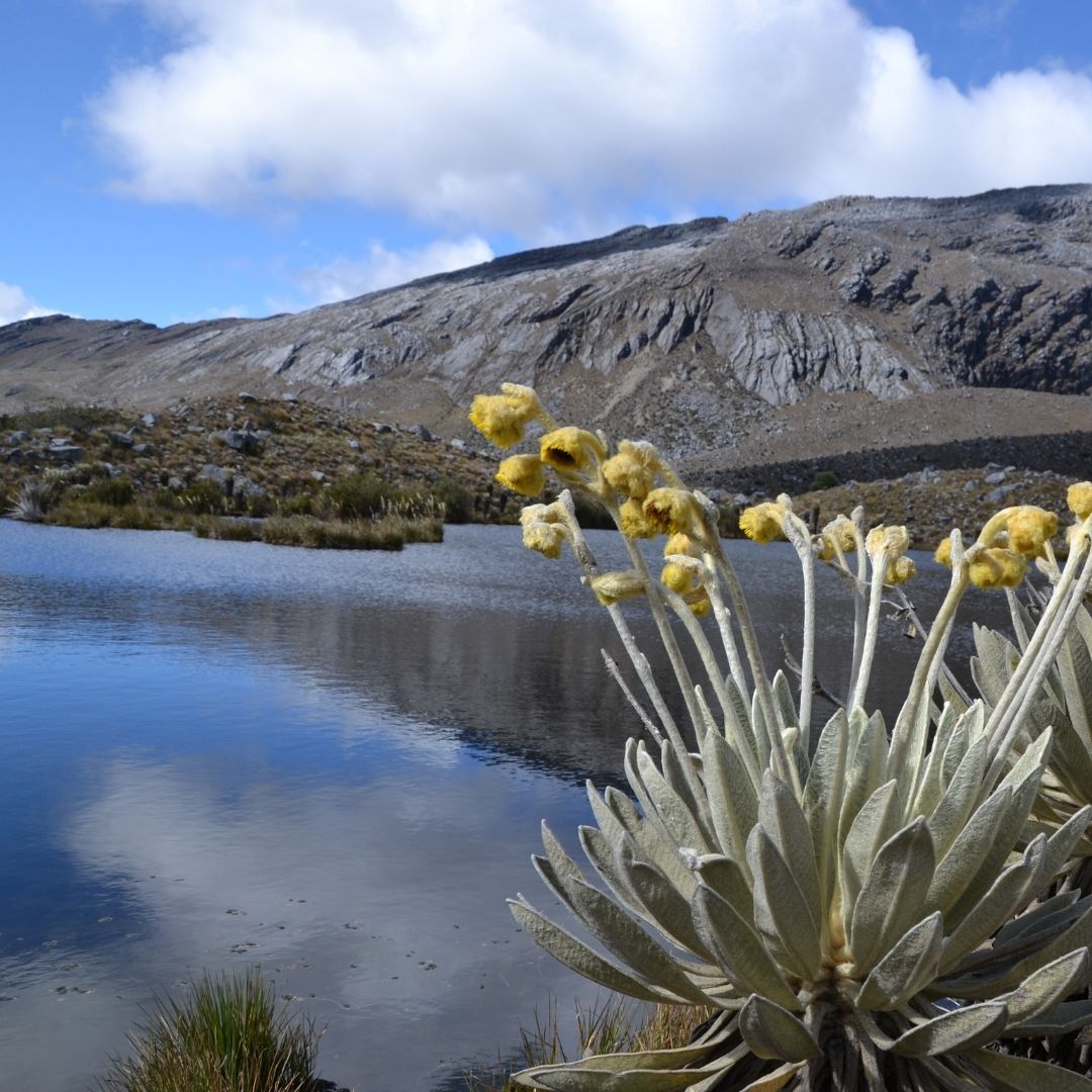 Gobierno propone permitir minería en Zonas de Reserva Forestal