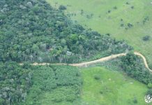 Un posconflicto marcado por la deforestación: el panorama de los bosques amenazados en Colombia